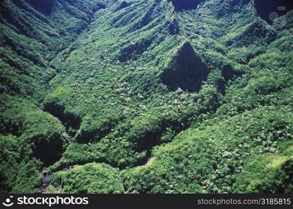 High angle view of a dense vegetation, Hawaii, USA