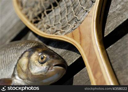 High angle view of a fish and a fishing net