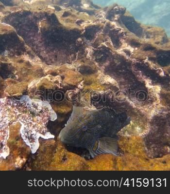 High angle view of a fish underwater, Gardner Bay, Espanola Island, Galapagos Islands, Ecuador