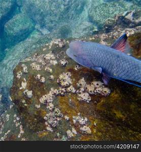 High angle view of a fish underwater, Gardner Bay, Espanola Island, Galapagos Islands, Ecuador