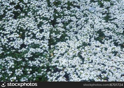 High angle view of a flower bed