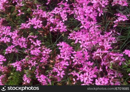 High angle view of a flower bed of pink flowers