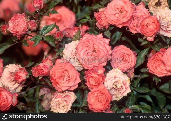High angle view of a flower bed of roses