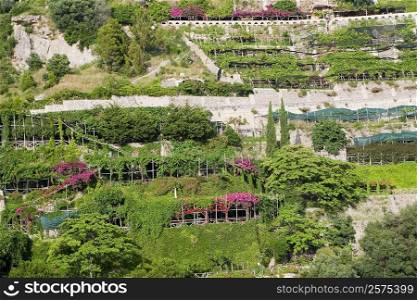 High angle view of a garden, Salerno, Campania, Italy