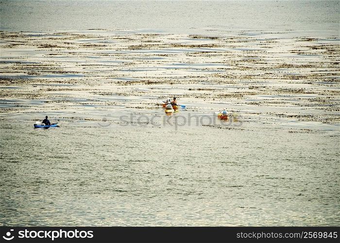 High angle view of a group of people kayaking, La Jolla Reefs, San Diego Bay, California, USA