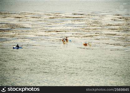 High angle view of a group of people kayaking, La Jolla Reefs, San Diego Bay, California, USA