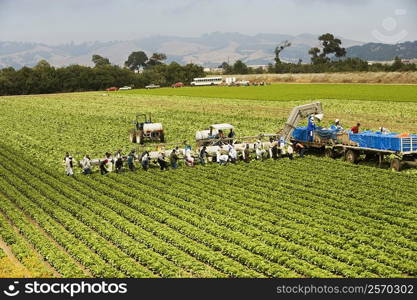 High angle view of a group of people working in a farm, Los Angeles, California, USA