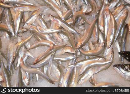 High angle view of a group of sardines on ice