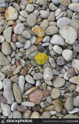 High angle view of a leaf on rocks