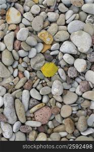 High angle view of a leaf on rocks