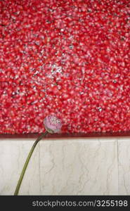 High angle view of a lotus at the ledge of a bathtub full of rose petals