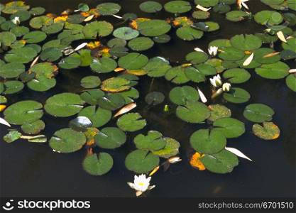 High angle view of a lotus growing on the surface of water