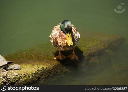 High angle view of a mallard duck
