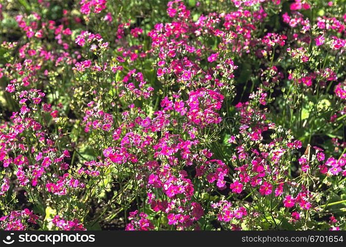 High angle view of a meadow of pink flowers