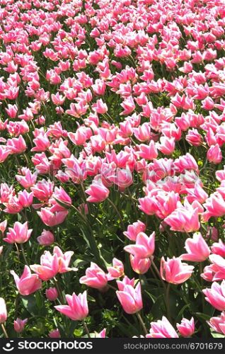 High angle view of a meadow of pink tulips