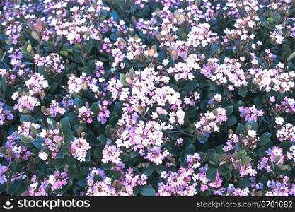 High angle view of a meadow of purple flowers