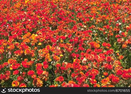 High angle view of a meadow of red flowers