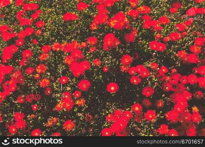 High angle view of a meadow of red flowers