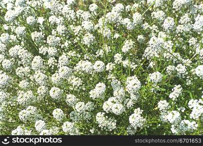 High angle view of a meadow of white flowers