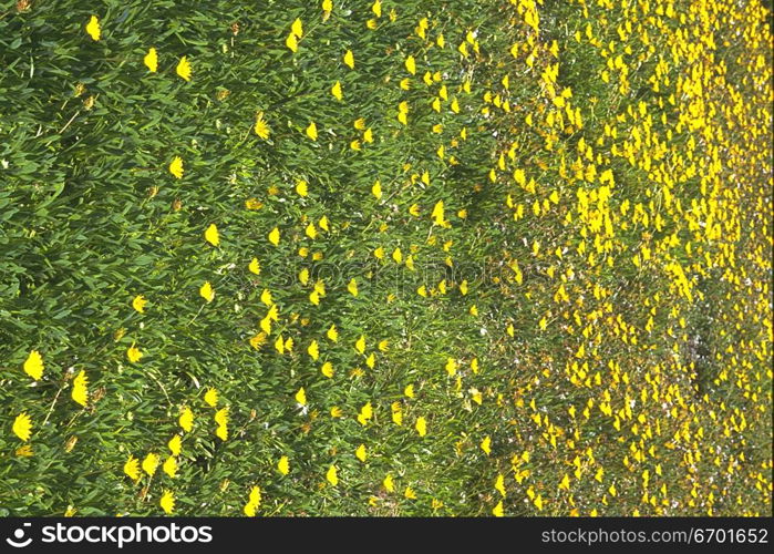 High angle view of a meadow of yellow flowers
