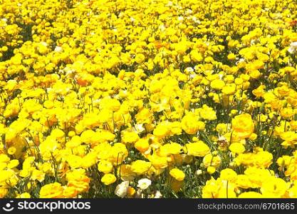 High angle view of a meadow of yellow flowers