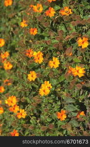 High angle view of a meadow of yellow flowers