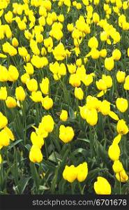 High angle view of a meadow of yellow tulips