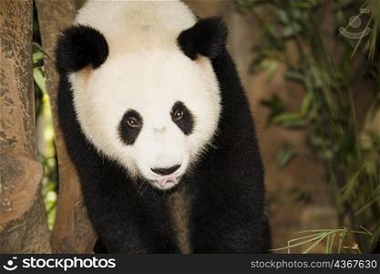 High angle view of a panda, Xiangjiang Safari Park, Guangzhou, Guangdong Province, China