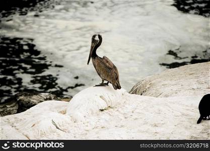 High angle view of a pelican perching on a reef, La Jolla Reefs, San Diego Bay, California, USA