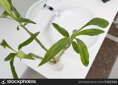 High angle view of a plant on a bathroom sink