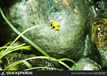 High angle view of a Poison Arrow frog on a rock (Phyllobates terribilis)