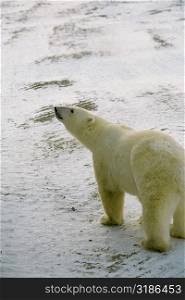 High angle view of a Polar bear (Ursus Maritimus) sniffing the air
