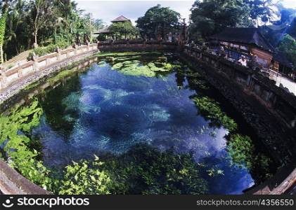 High angle view of a pond, Bali, Indonesia