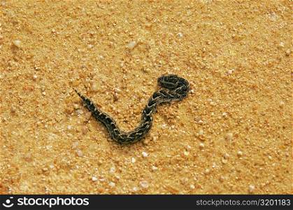 High angle view of a Puff adder (Bitis arietans) on the road, Kruger National Park, Mpumalanga Province, South Africa