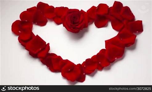 High angle view of a red rose and petals in heart shape on white background, with copy space in the centre. Concept of Valentine&acute;s day and love. Slow zoom in