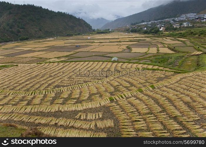High angle view of a rice field, Paro Valley, Paro District, Bhutan