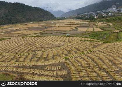 High angle view of a rice field, Paro Valley, Paro District, Bhutan