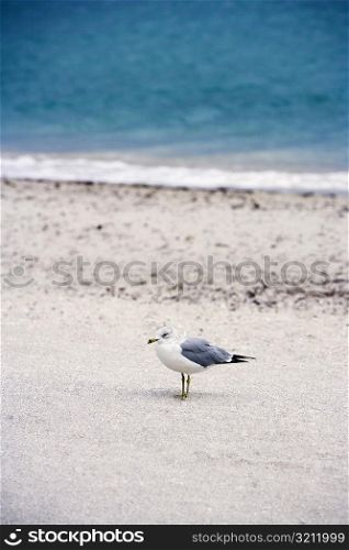 High angle view of a seagull on the beach