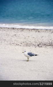 High angle view of a seagull on the beach