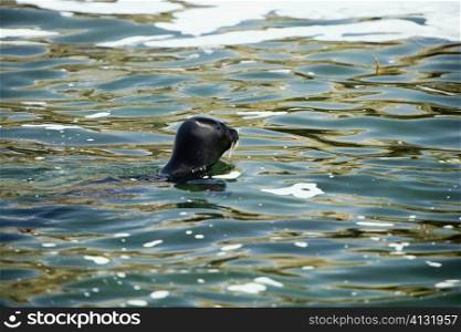 High angle view of a seal in water, La Jolla, San Diego, California, USA