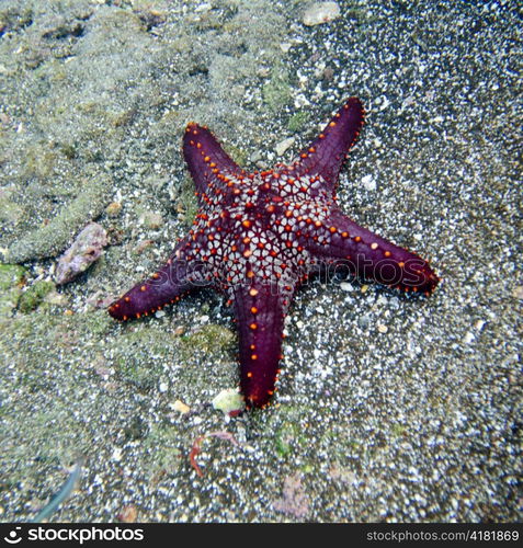 High angle view of a starfish underwater, Bartolome Island, Galapagos Islands, Ecuador