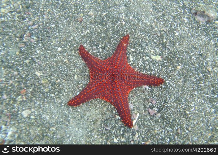 High angle view of a starfish underwater, Bartolome Island, Galapagos Islands, Ecuador