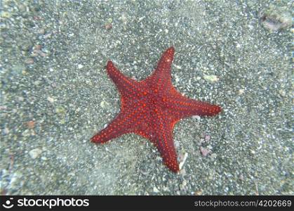 High angle view of a starfish underwater, Bartolome Island, Galapagos Islands, Ecuador