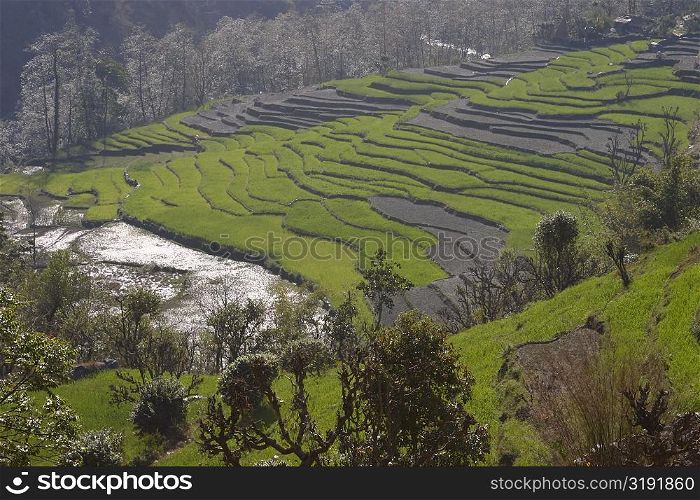 High angle view of a terraced field, Ghorapani, Annapurna Range, Himalayas, Nepal