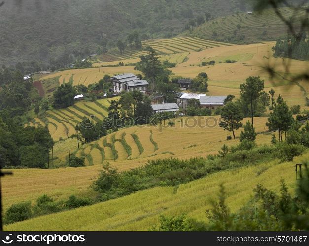 High angle view of a terraced field, Punakha District, Bhutan