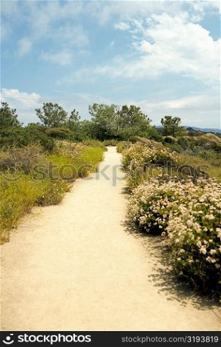 High angle view of a trail in Torrey Pines State Reserve, San Diego, California, USA
