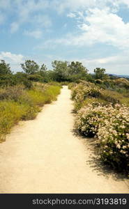 High angle view of a trail in Torrey Pines State Reserve, San Diego, California, USA