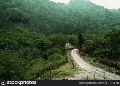 High angle view of a trail through a lush rainforest