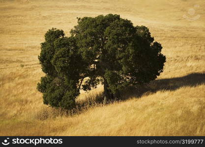 High angle view of a tree in a meadow