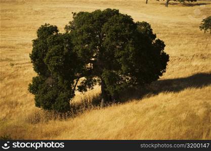 High angle view of a tree on a meadow